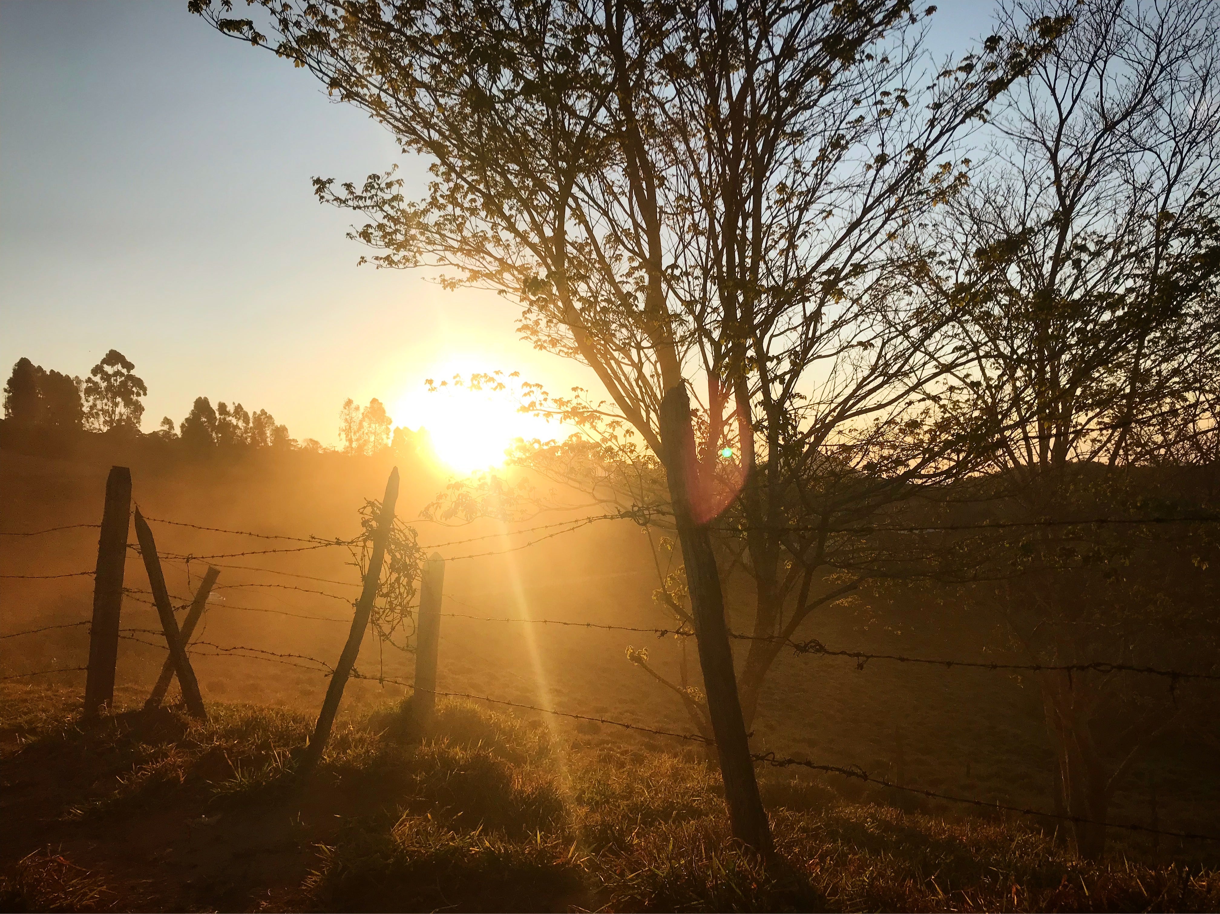 Sunrise over Fazenda Sertão with sun rays through trees and a barbed-wire fence on a misty hillside