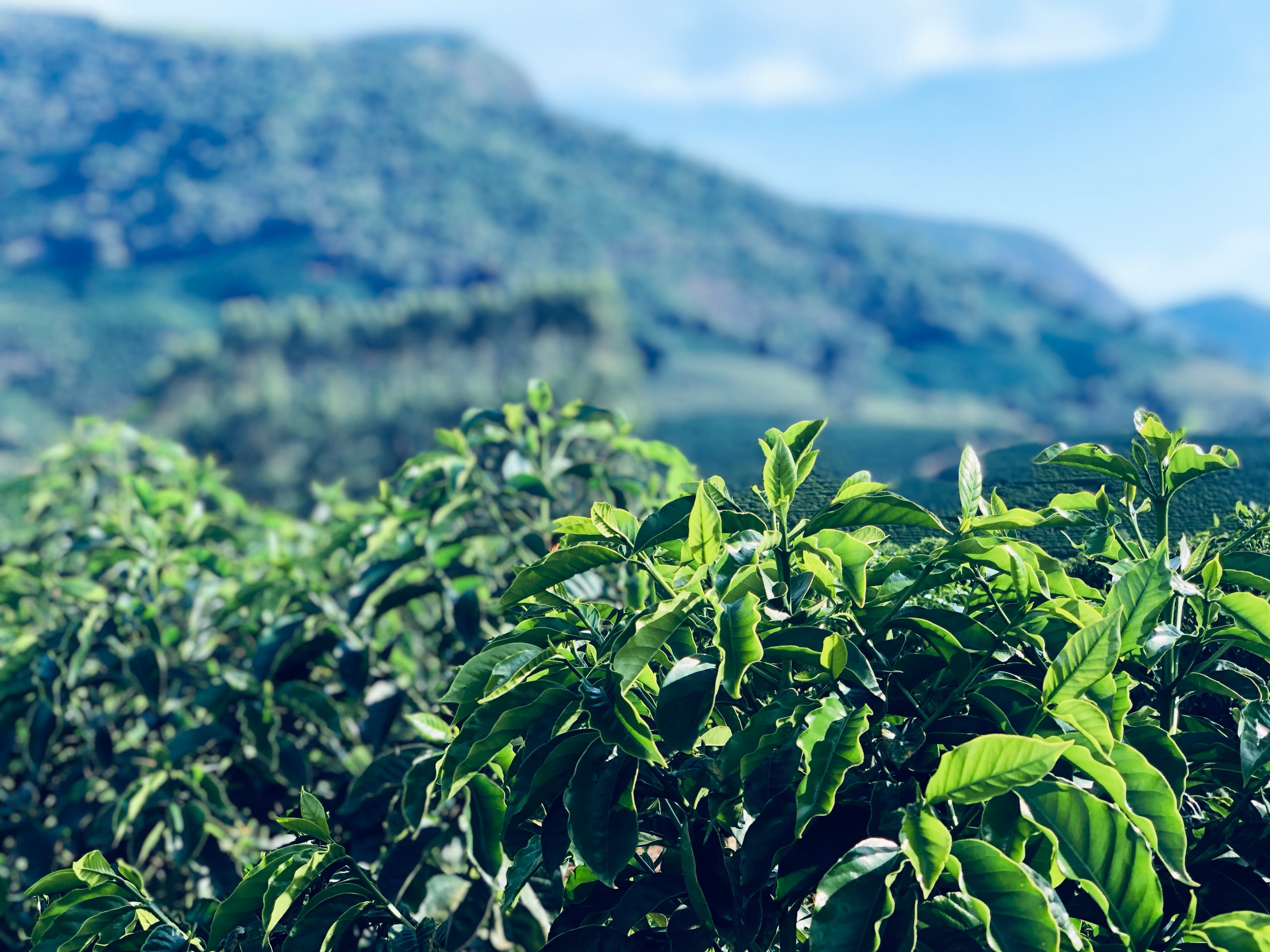 Coffee plants growing on a sunlit hillside with blurred mountains in the background