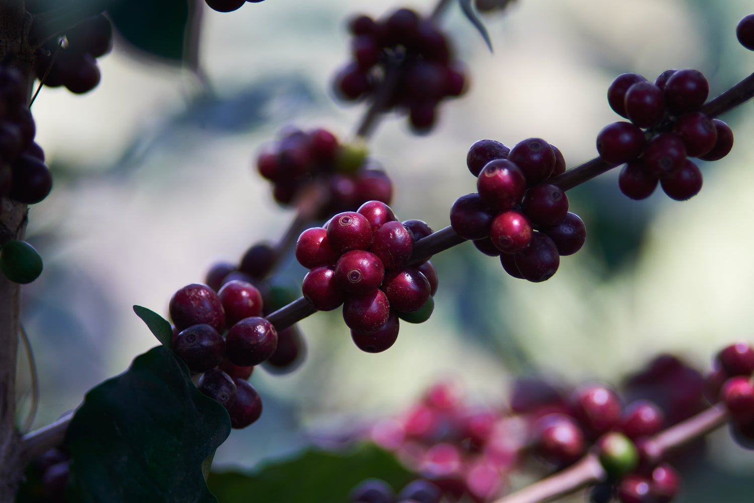 Ripe red coffee cherries on a branch at Finca San Francisco in Marcala, Honduras, with a soft blurred foliage background