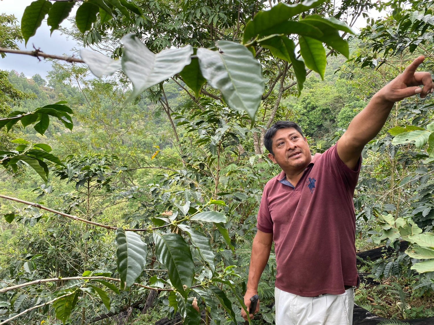 Partners Coffee image for Mexico - Hermanos Luna blog post. This image depicts one of the producers pointing out various elements of the farm