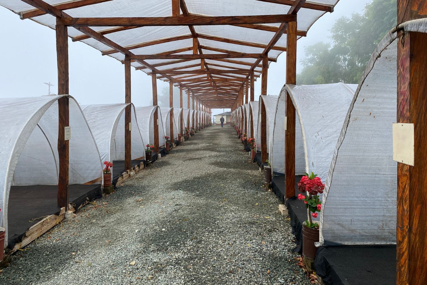 Covered coffee drying tunnels under a wooden pergola along a gravel walkway on a misty morning with a person in the distance