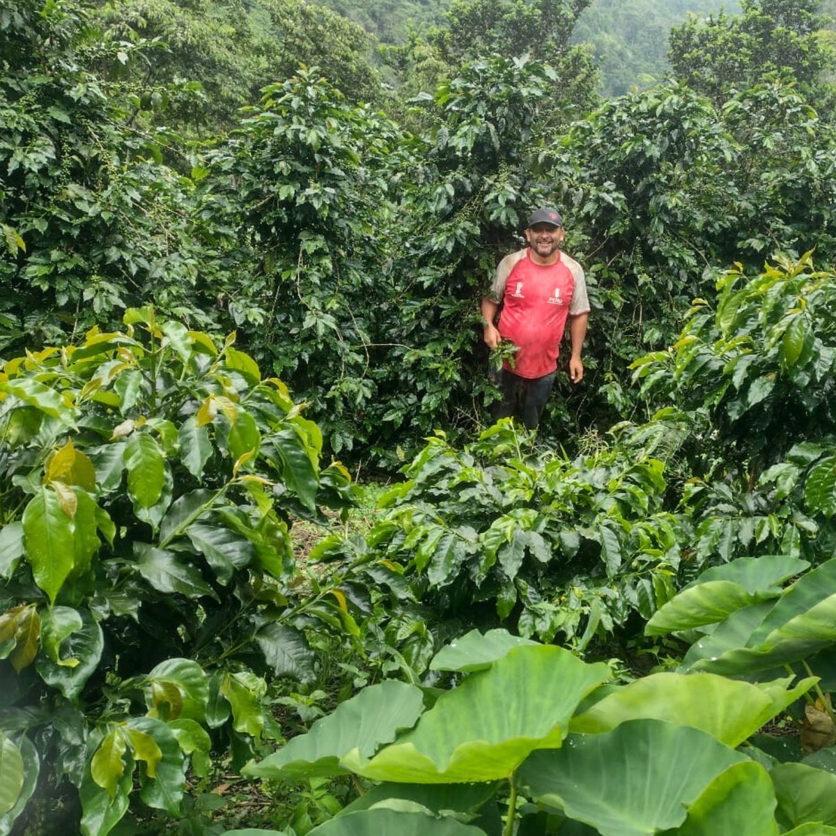 Farmer standing among dense coffee trees on the Los Tulipanes farm in Peru