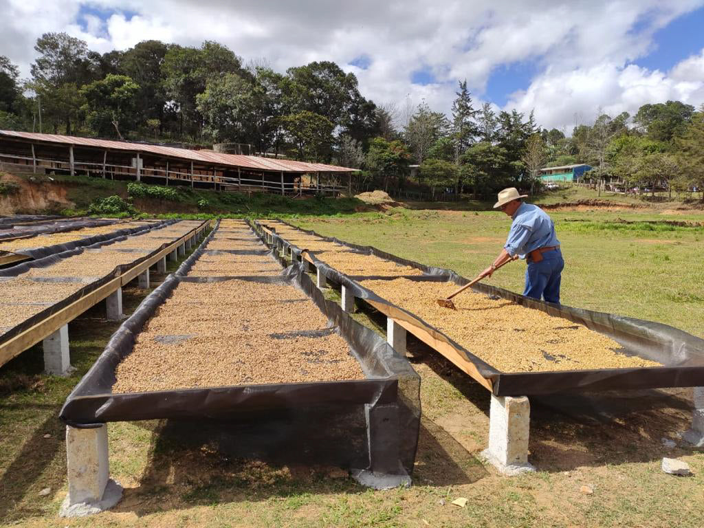 Worker raking coffee beans on raised drying beds at a Honduran farm with trees and drying sheds in the background