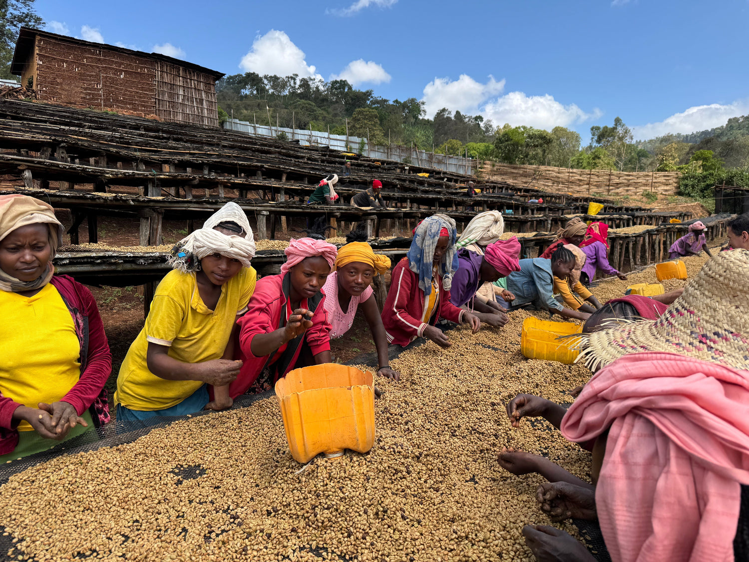 Workers sorting coffee cherries on raised drying beds at Suke Quto farm in Ethiopia under a blue sky