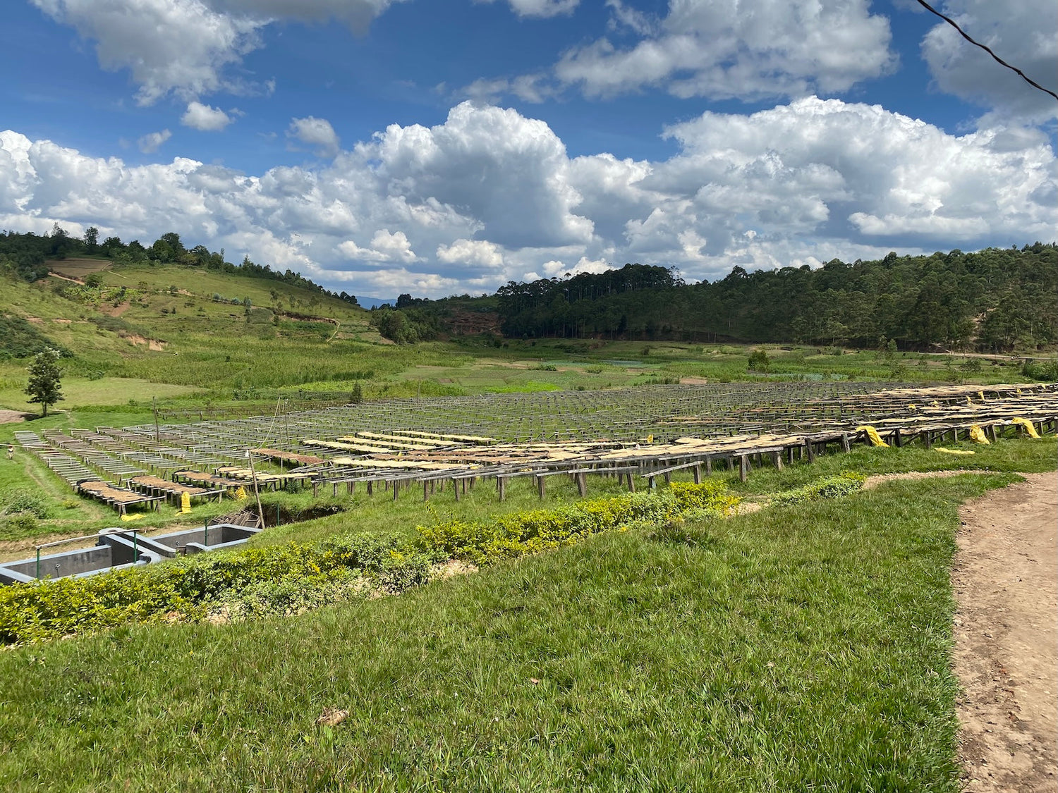 Raised wooden coffee drying beds across a green valley in Gahahe, Burundi under a blue sky