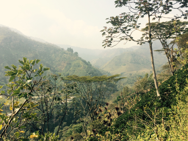 Bedford Blend (2022)