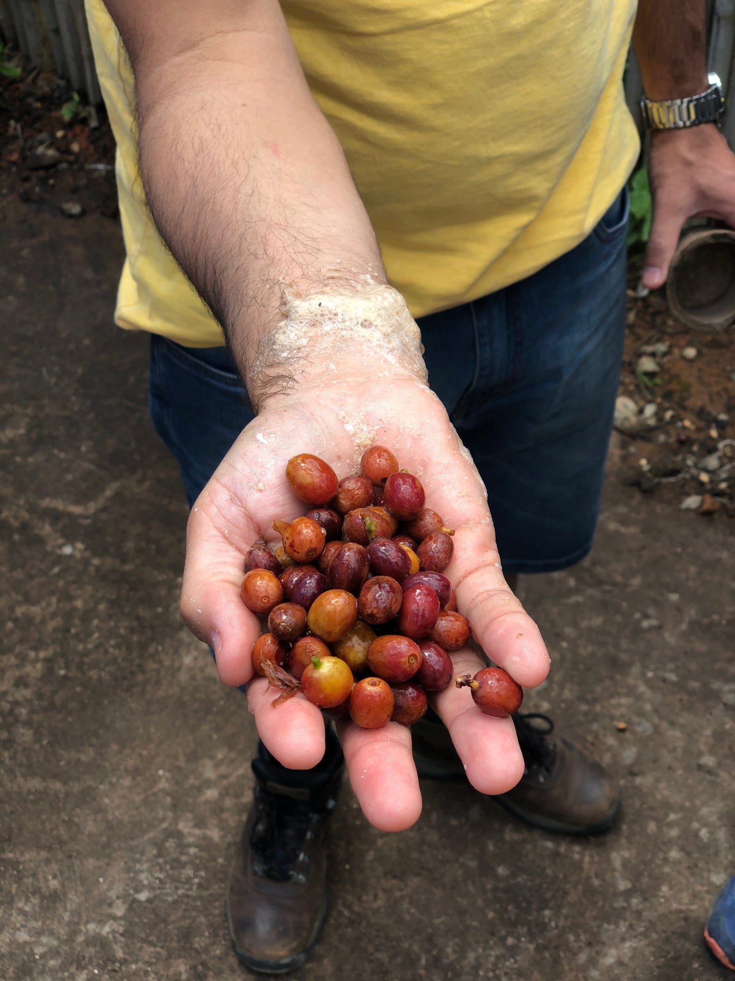 Why is the price of coffee rising? (2021)