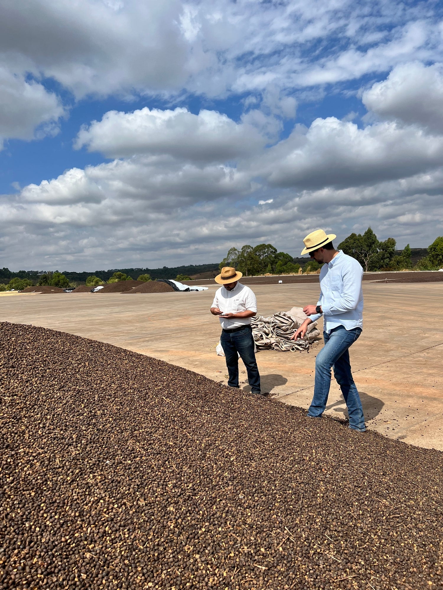 Partners Coffee Brazil - Frutado blog post. This image depicts producers inspecting coffee cherries at origin in Brazil