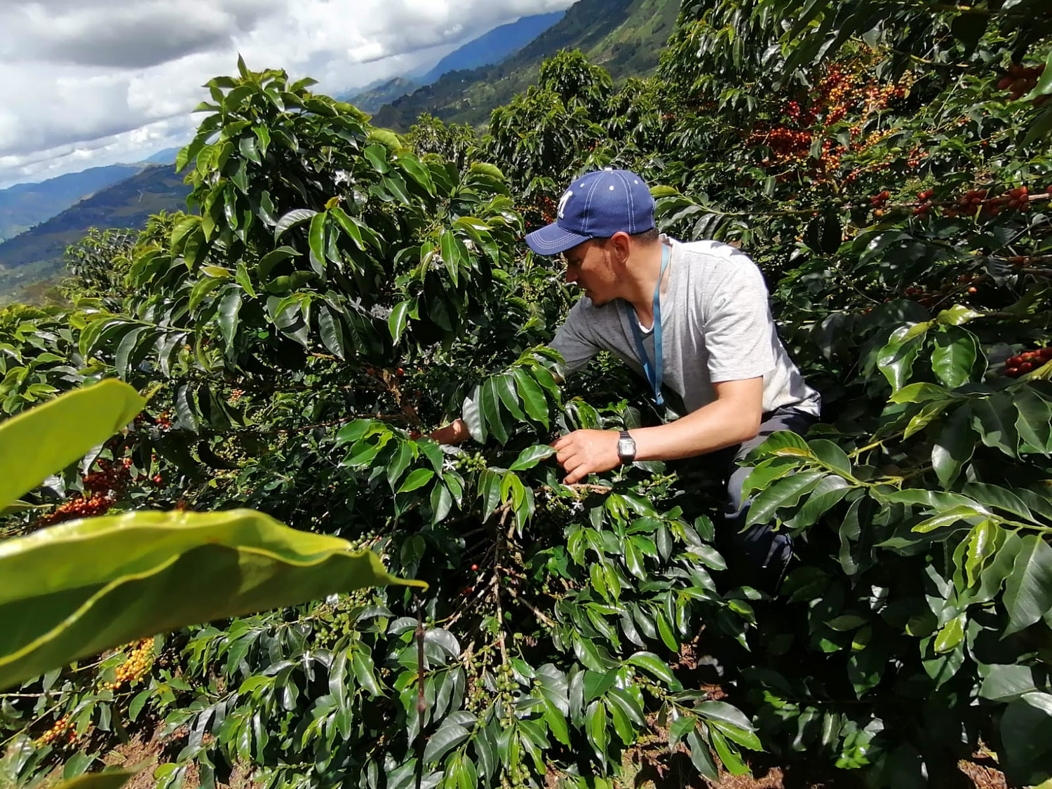 Partners Coffee Colombia - El Mirador blog post. This image depicts producer Miller Bustos on his coffee farm in Colombia