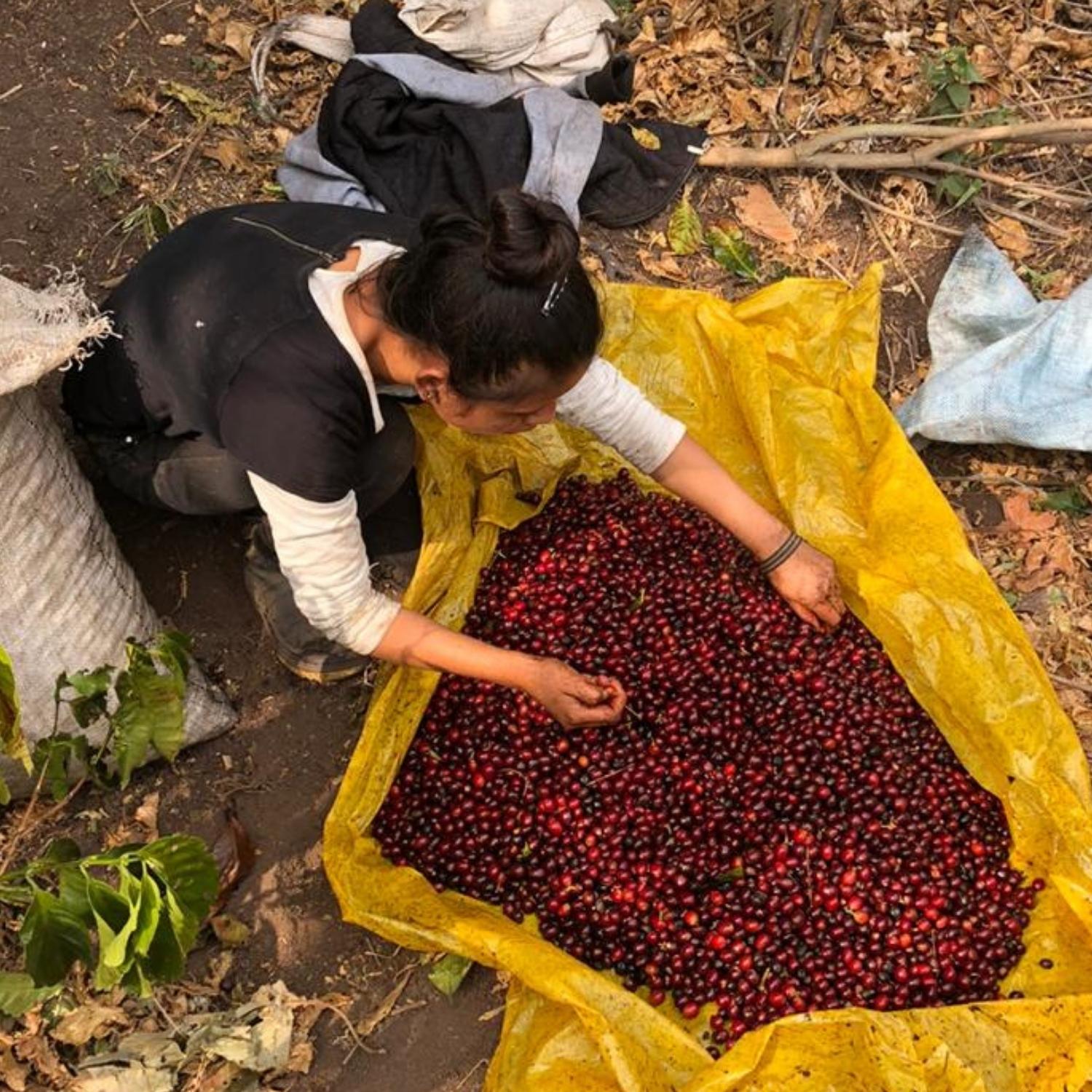 Guatemala - Santa Elisa (2023)