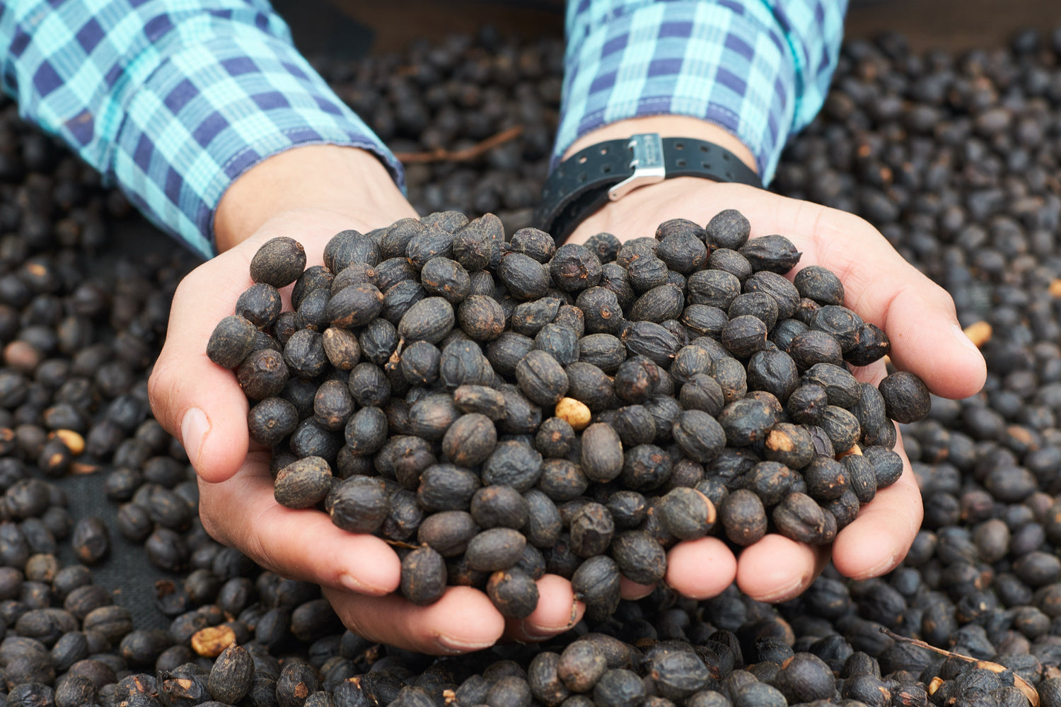 Partners Coffee Miracle On North 6th Street blog post. This image depicts cupped hands overflowing with drying coffee cherries at origin in Honduras.