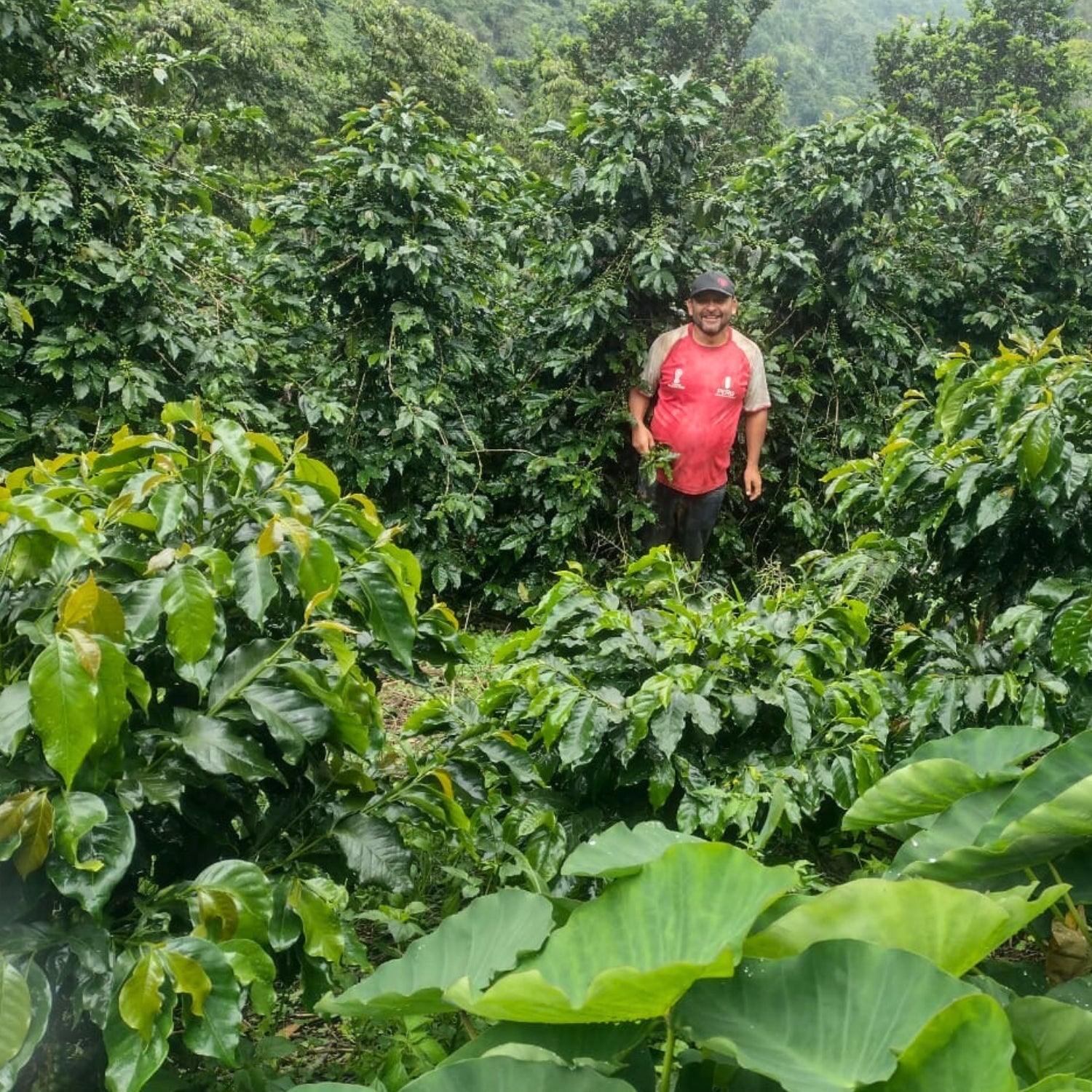 Partners Coffee Los Tulipanes blog post image. This image depicts farmer Segundo Alarcon surrounded by coffee trees and other green foliage on their farm located in the community of La Unión