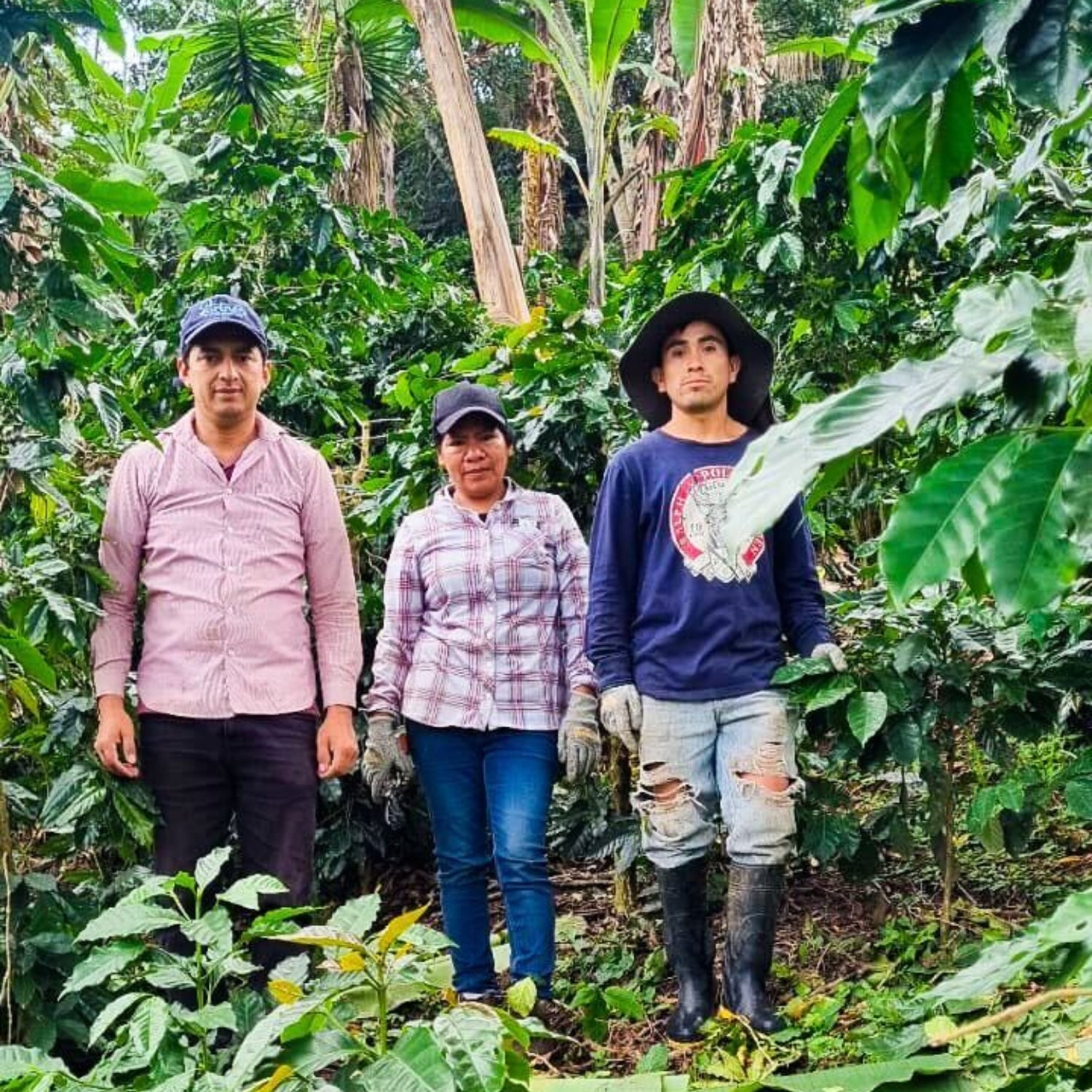 Partners Coffee Honduras - Las Flores Partner story image. This image depicts producer Roger Domínguez and two others on the Las Flores farm in Honduras