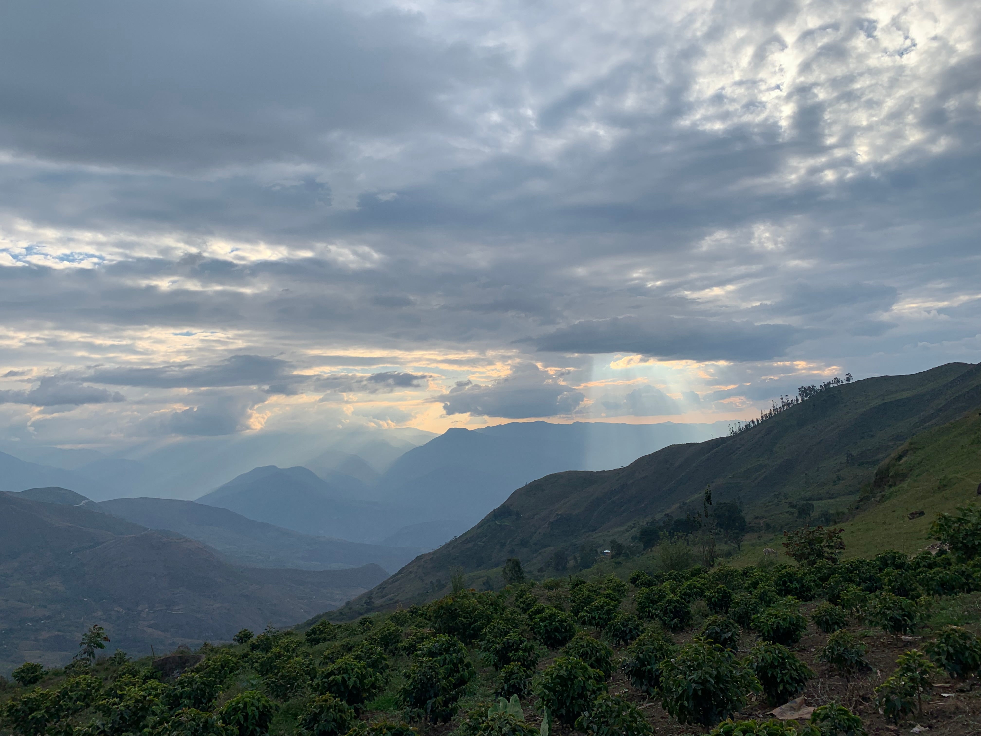 Peru Los Tulipanes origin photo