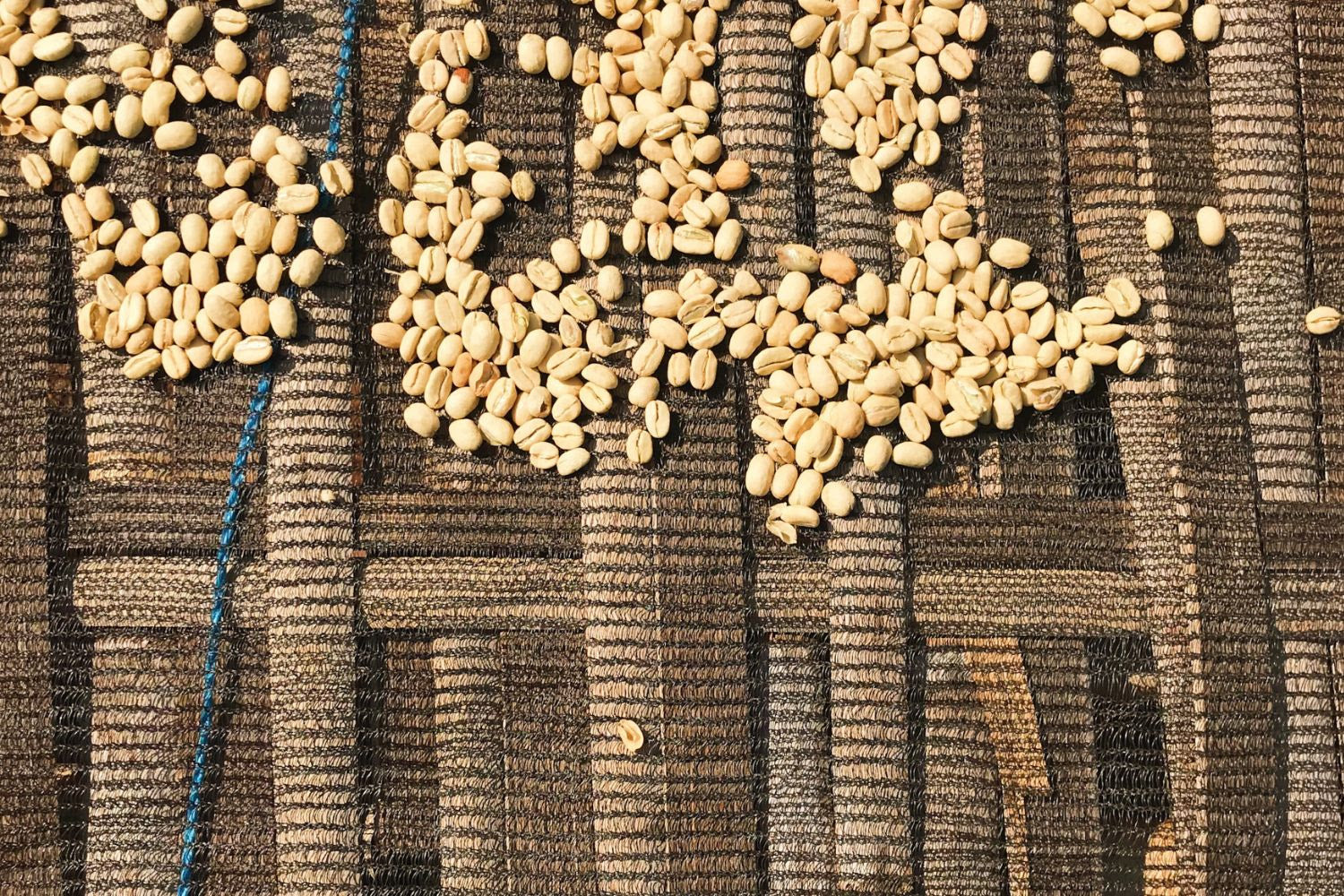 Partners Coffee image for Ethiopia - Gora Kone. This image depicts green coffee being dried during processing.