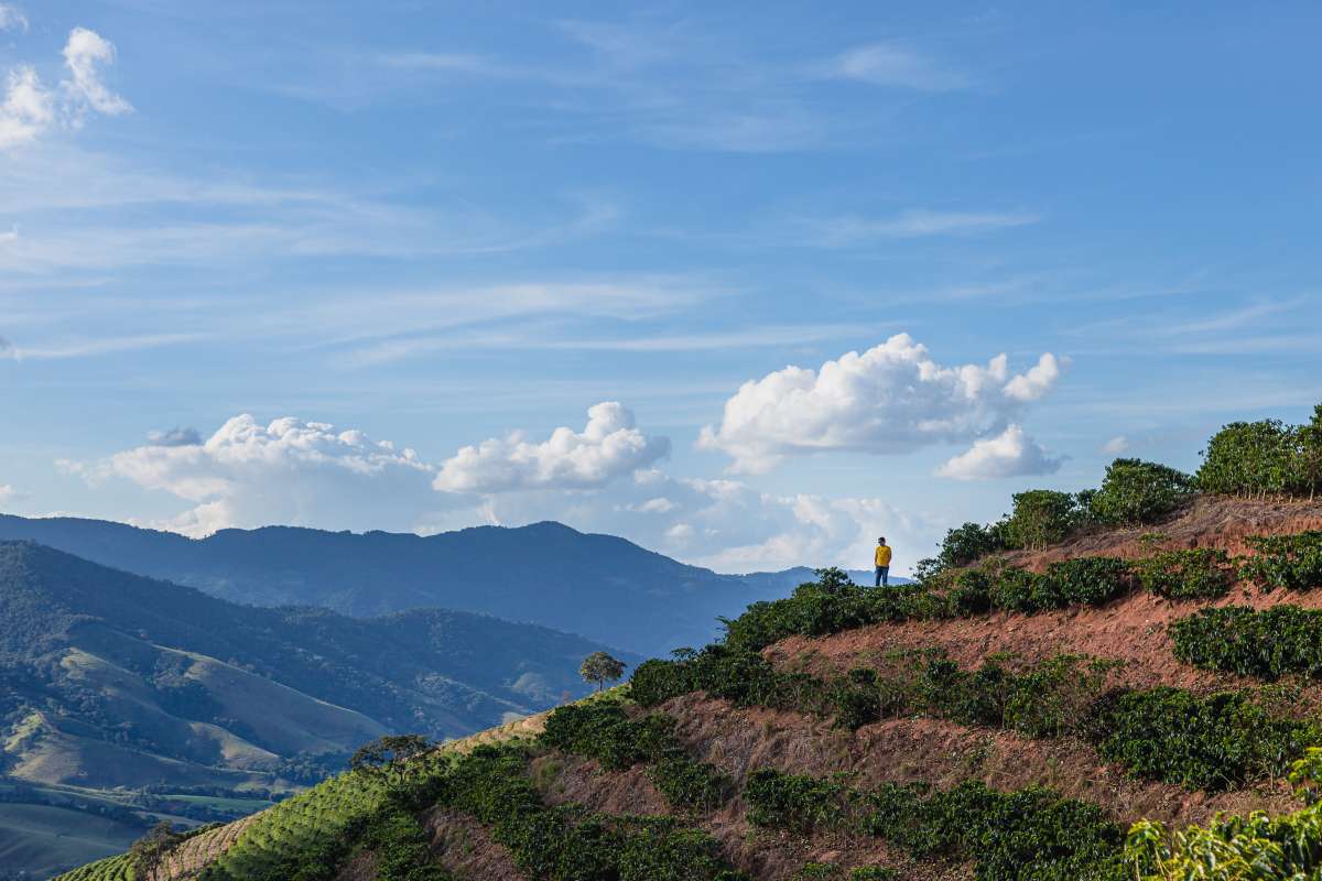 Brazil - Alta Vista (2021)