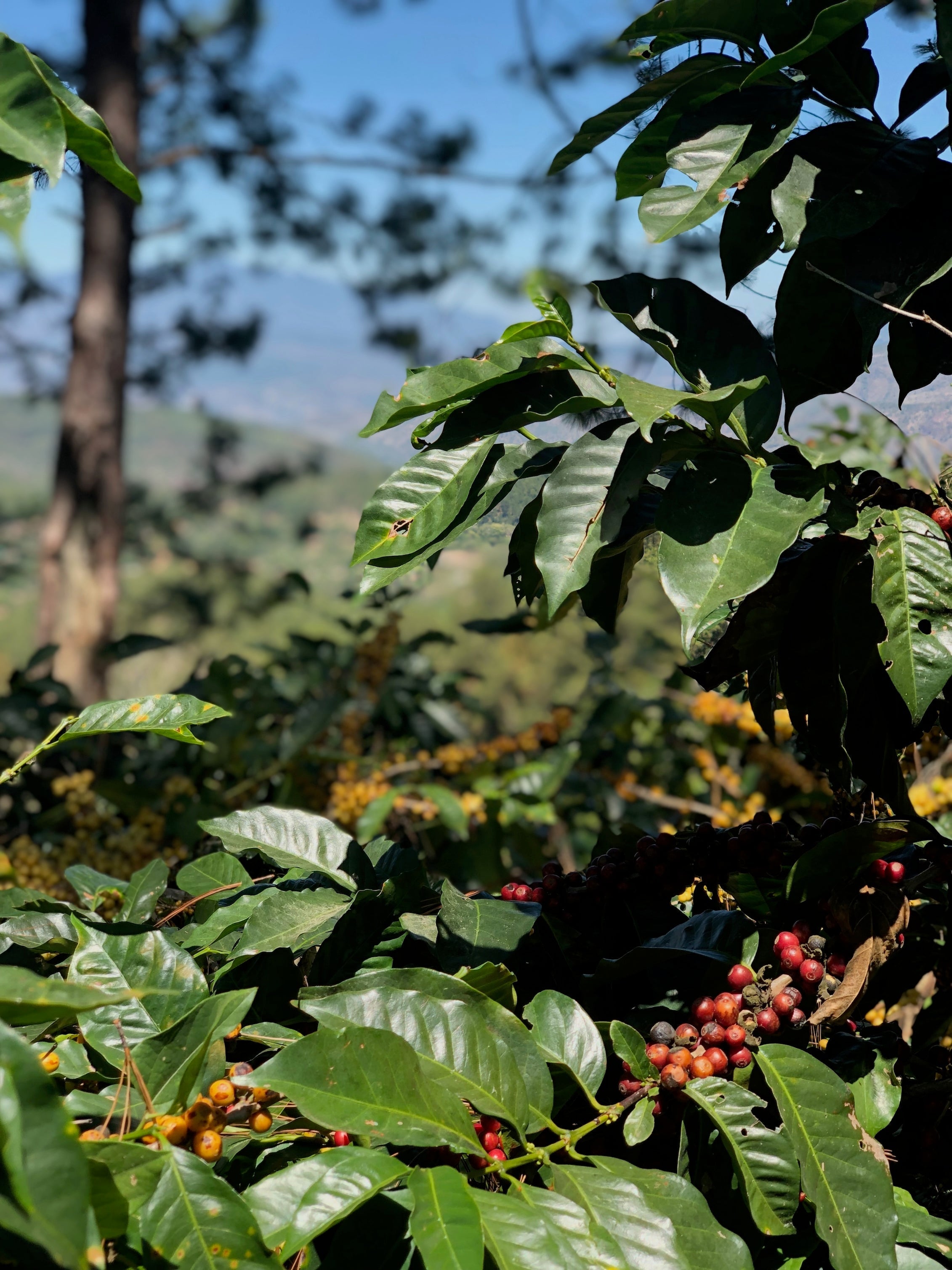 Coffee at origin in Honduras