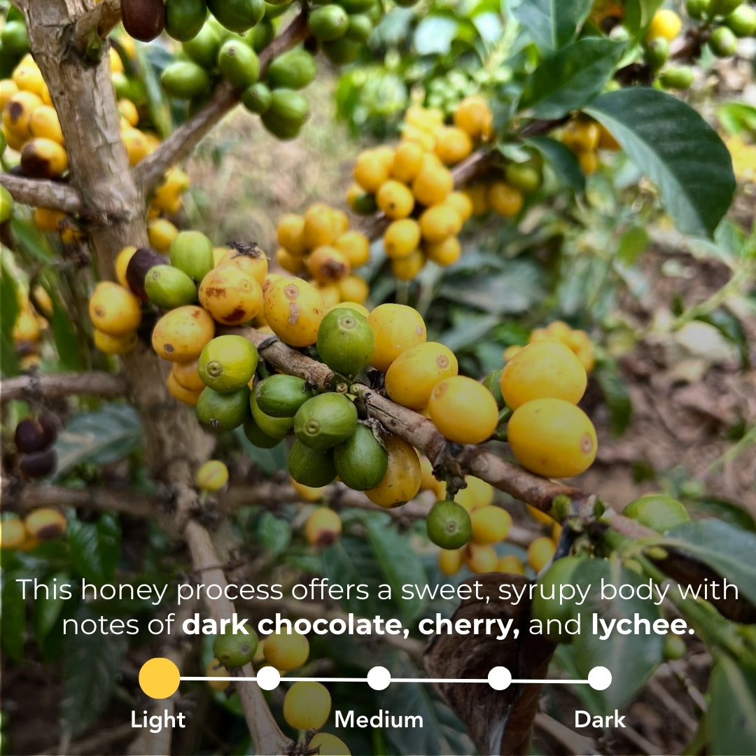 Peru - Los Tulipanes