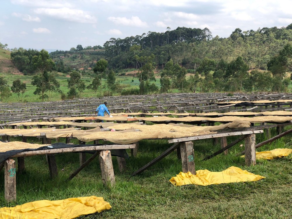Burundi coffee field