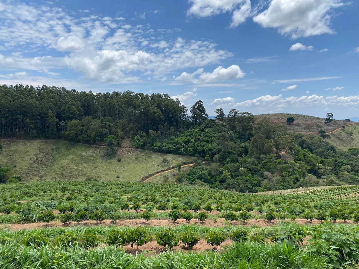 Rows of young coffee plants on a green Brazilian hillside farm with forested slopes and a partly cloudy blue sky