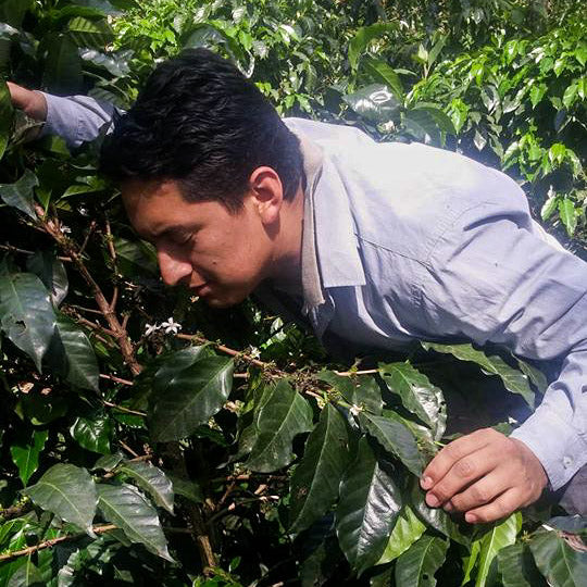 Coffee farmer inspecting flowering coffee plants in a shaded plantation in Marcala, Honduras
