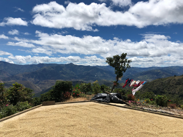 A field of coffee in Colombia