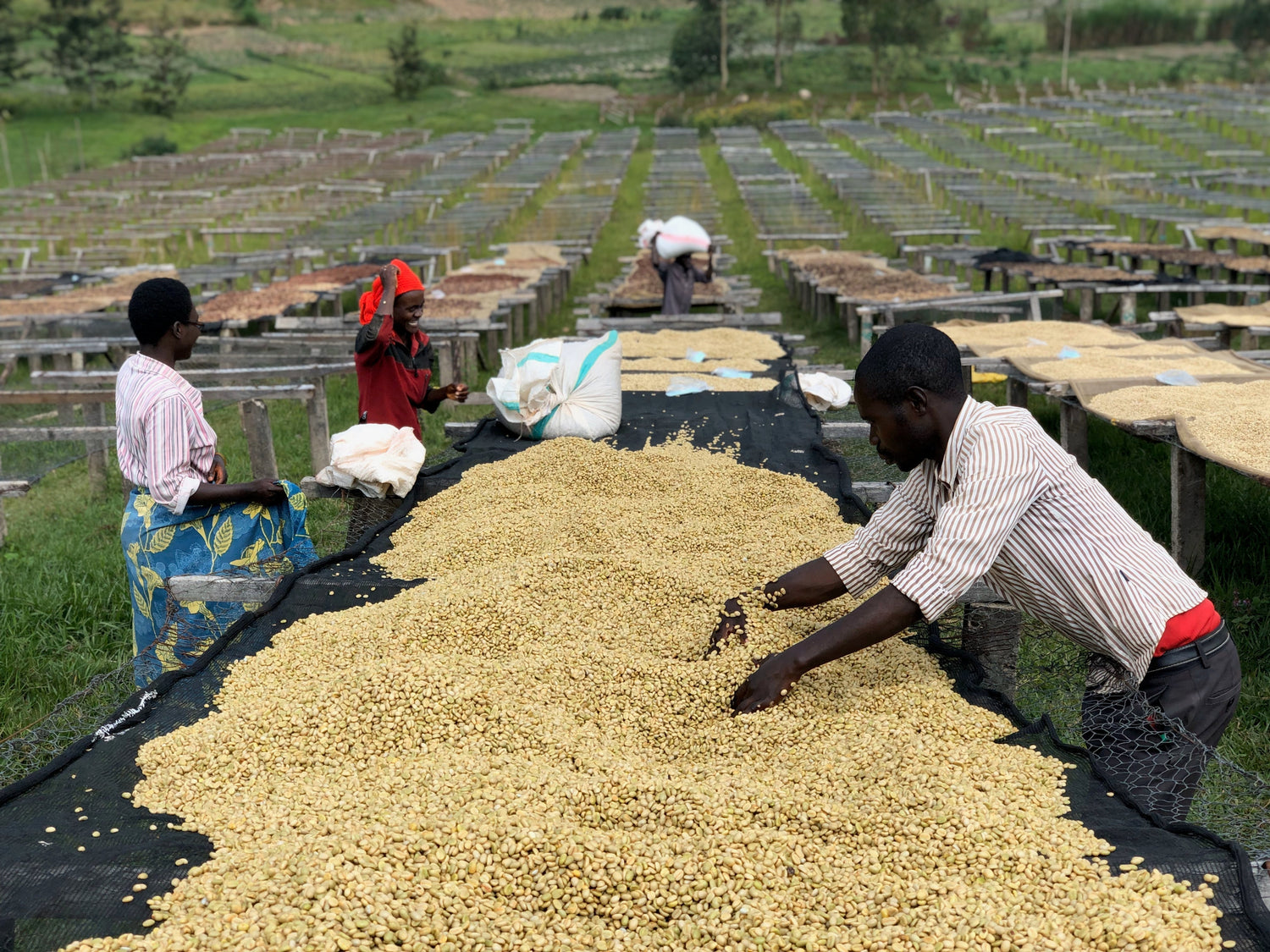 Partners Coffee Burundi - Gahahe. This image depicts producers processing fresh coffee beans at the Gahahe Washing station.