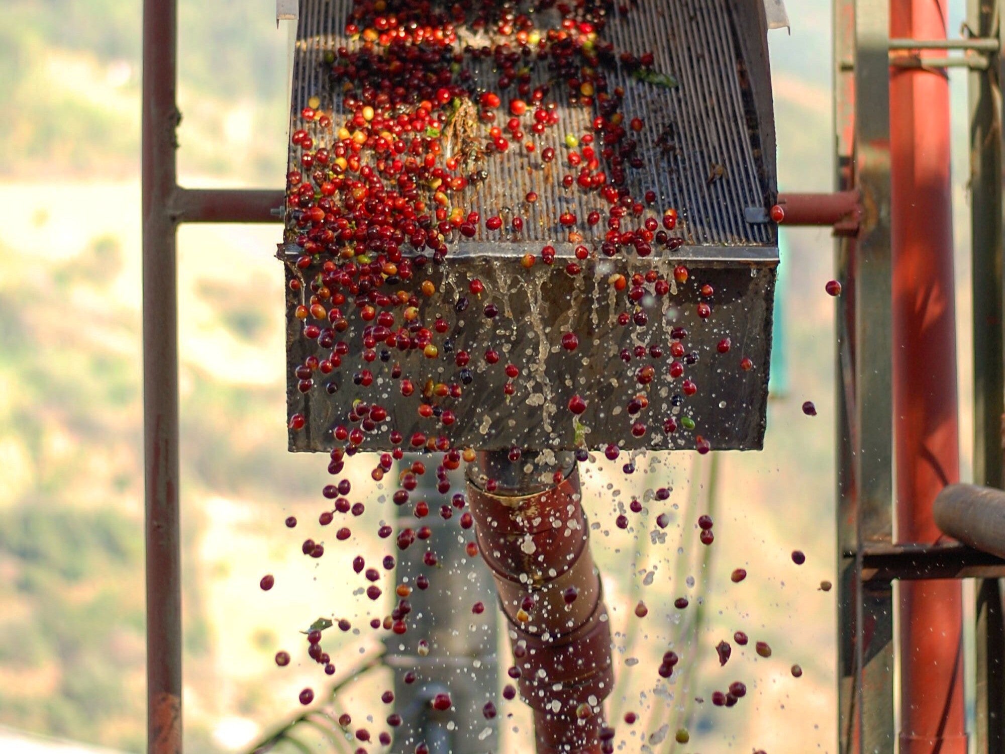 Image for Partners Coffee's Coffee Processes blog post. This image depicts coffee cherries being washed.