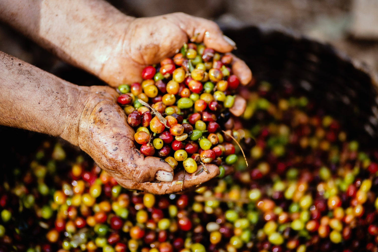 Beneath the Process - Natural and Washed Coffees