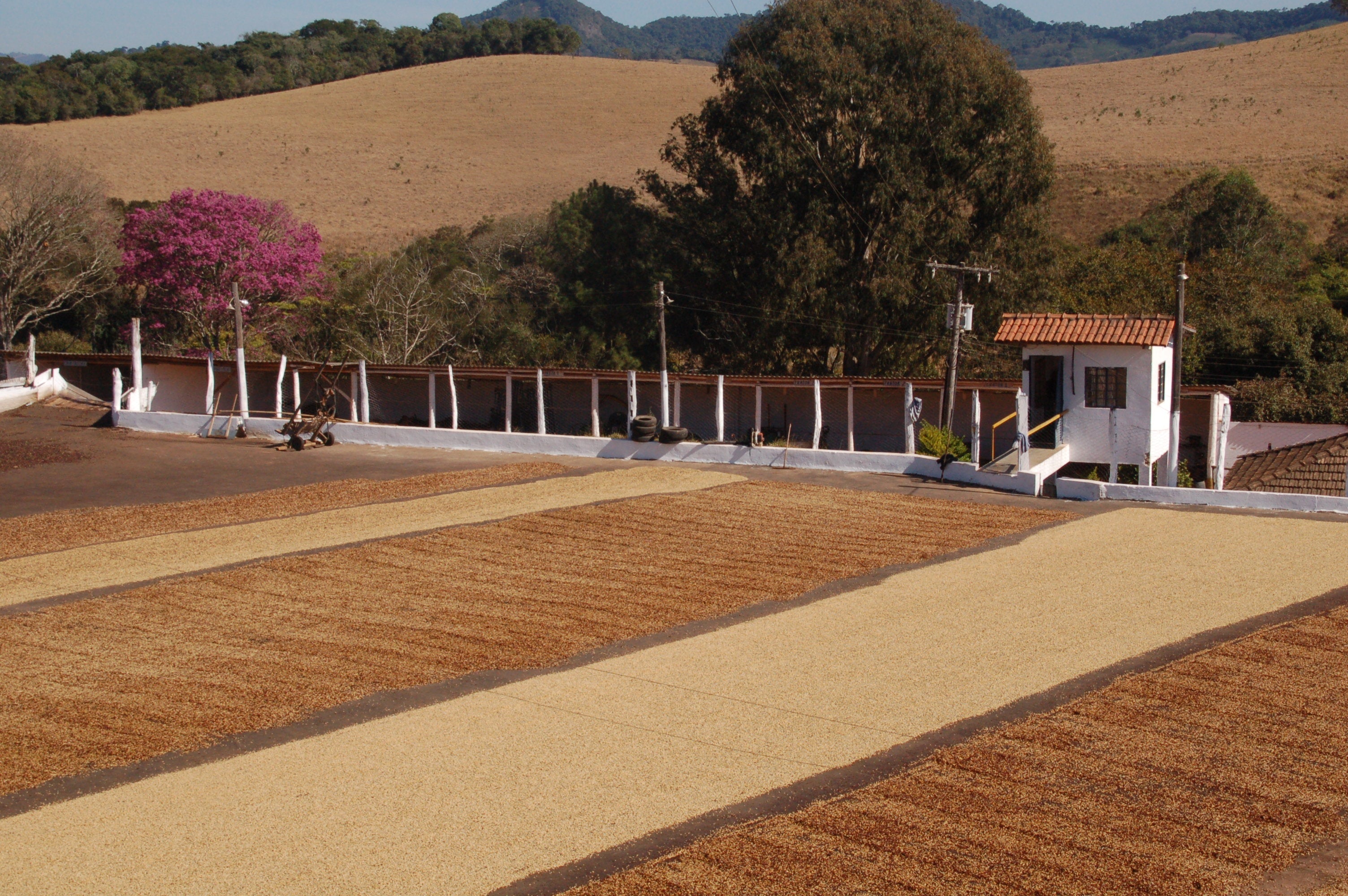 Brazilian coffee field