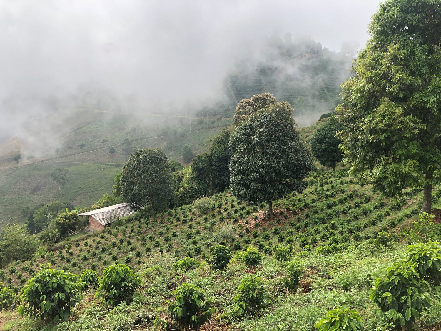 Colombia - Chiroso Honey