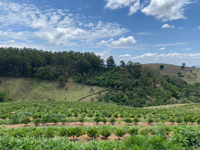 Trip Report: Brazil 2022