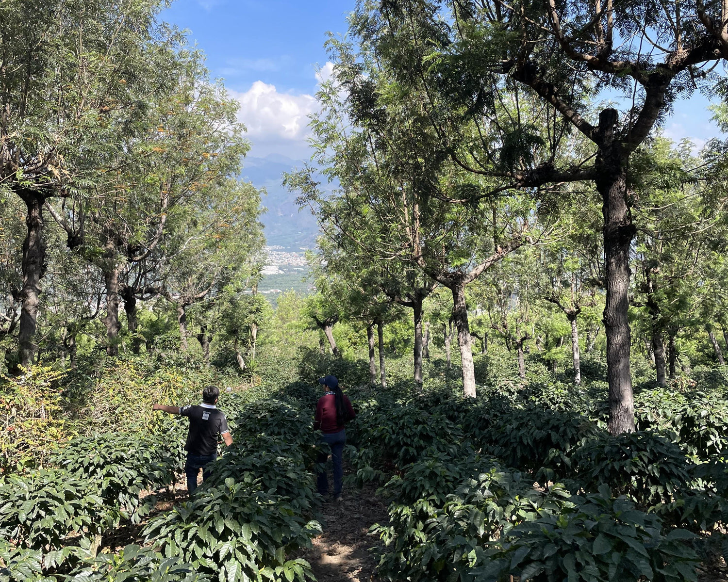 Coffee at origin in Guatemala