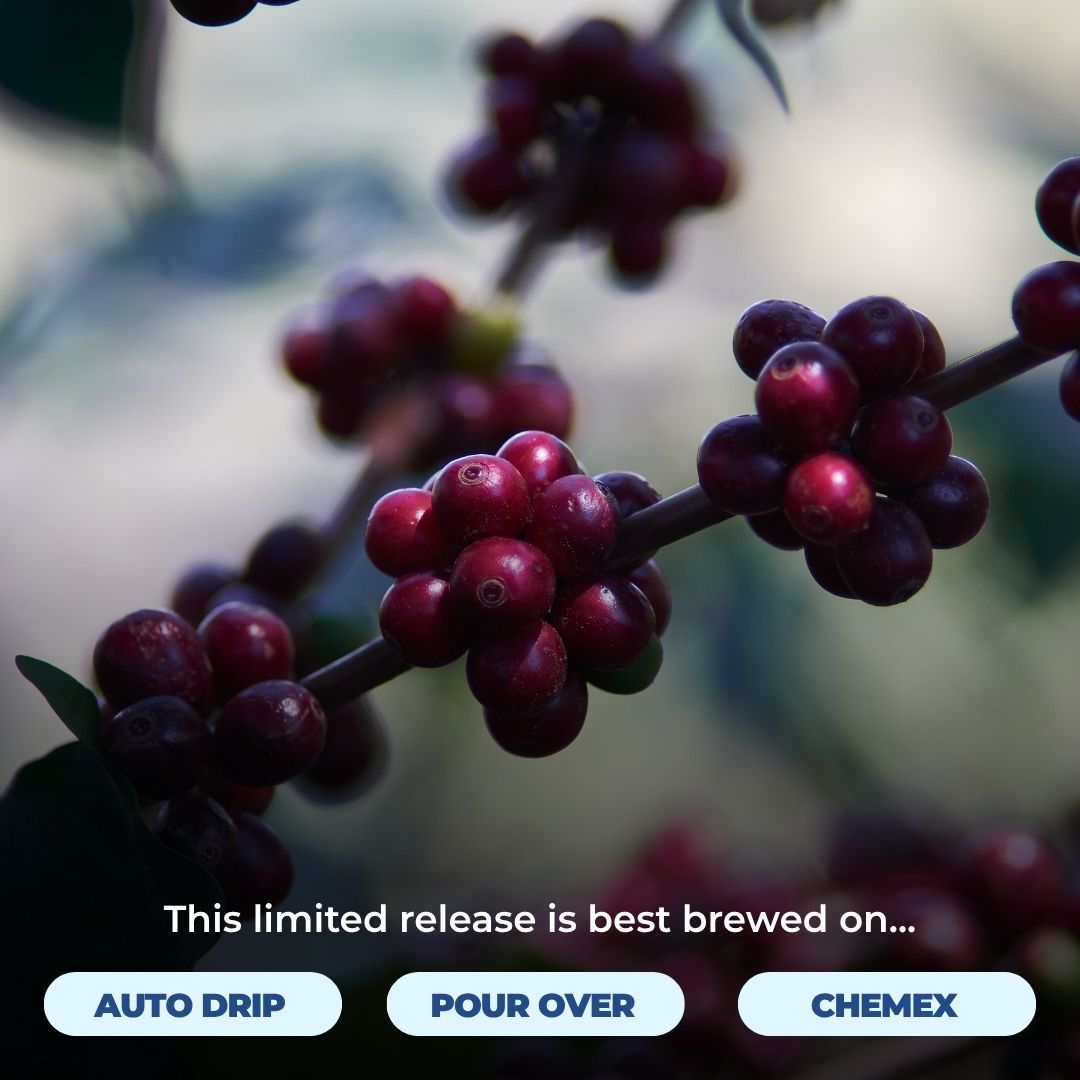 Honduras - San Francisco