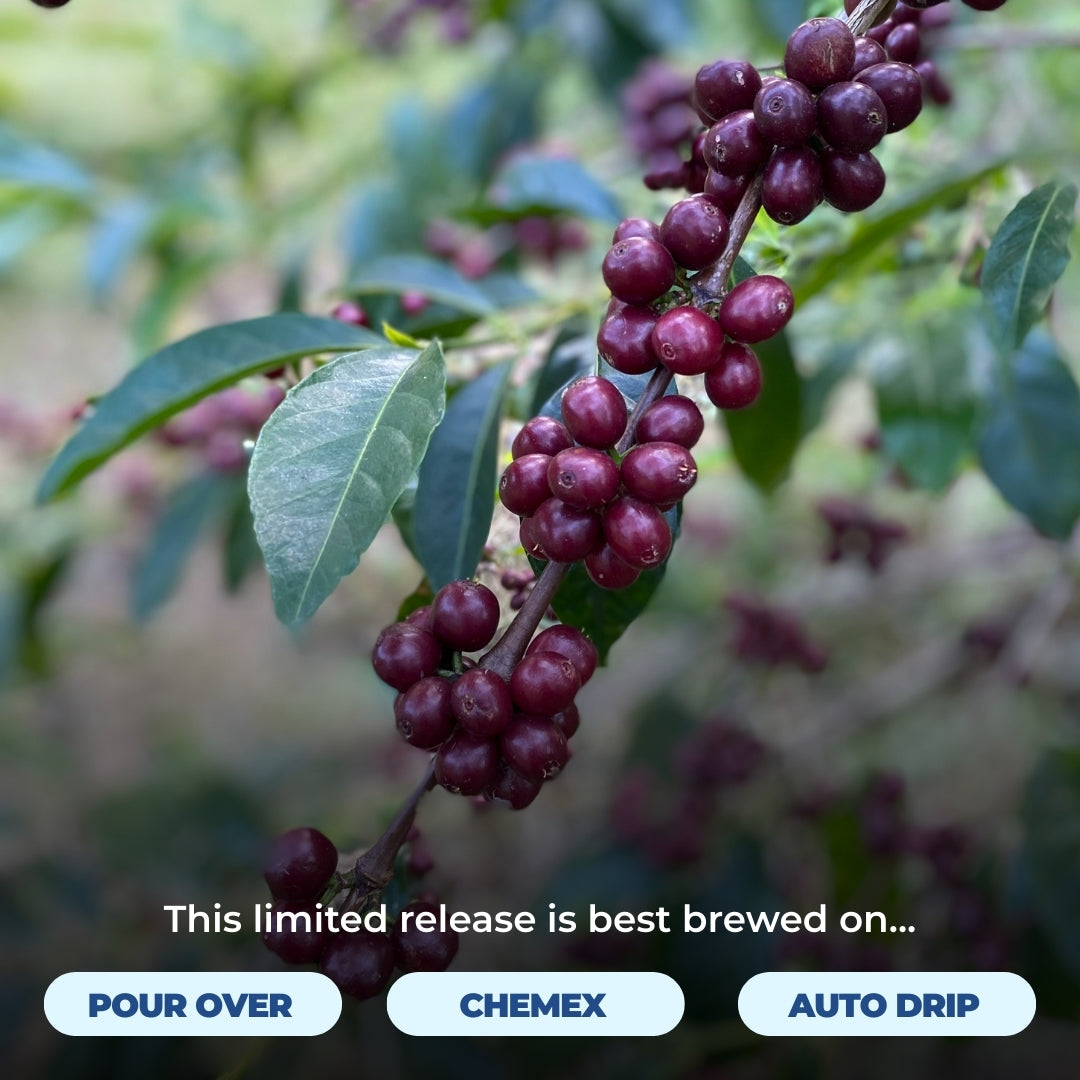 Ethiopia - Suke Quto