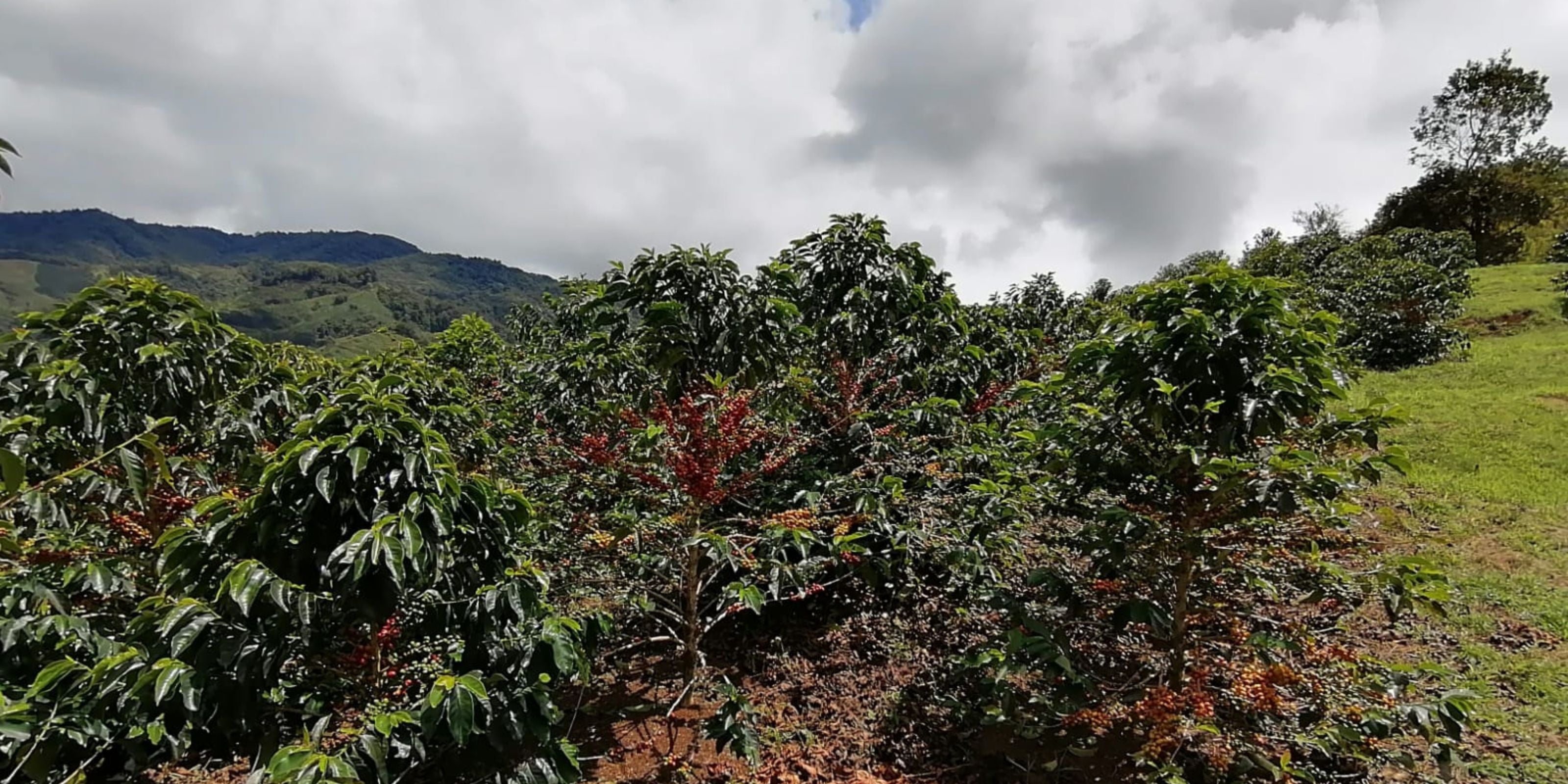 Colombia - El Mirador